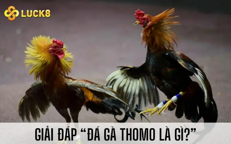 Giải đáp “Đá gà Thomo là gì?”