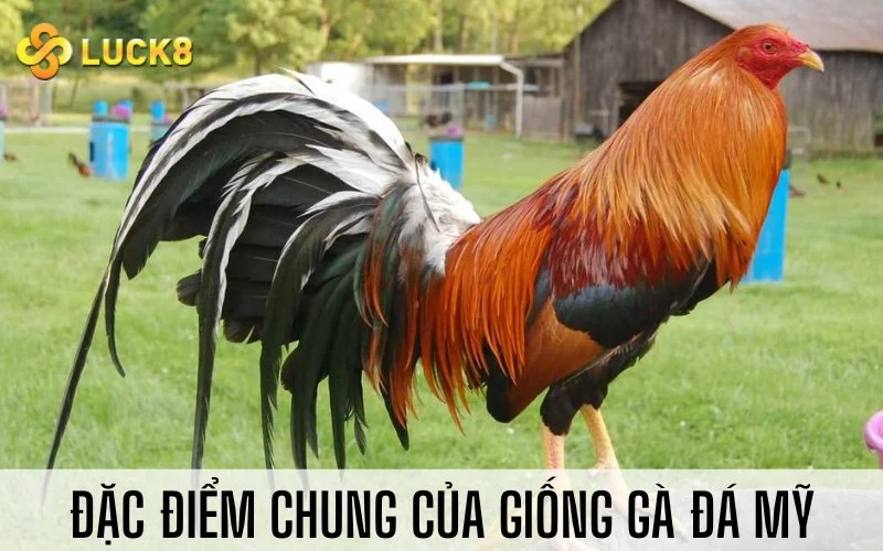 Đặc điểm chung của giống gà đá Mỹ