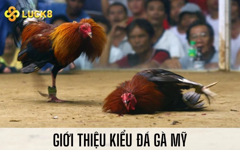 Giới thiệu kiểu đá gà Mỹ