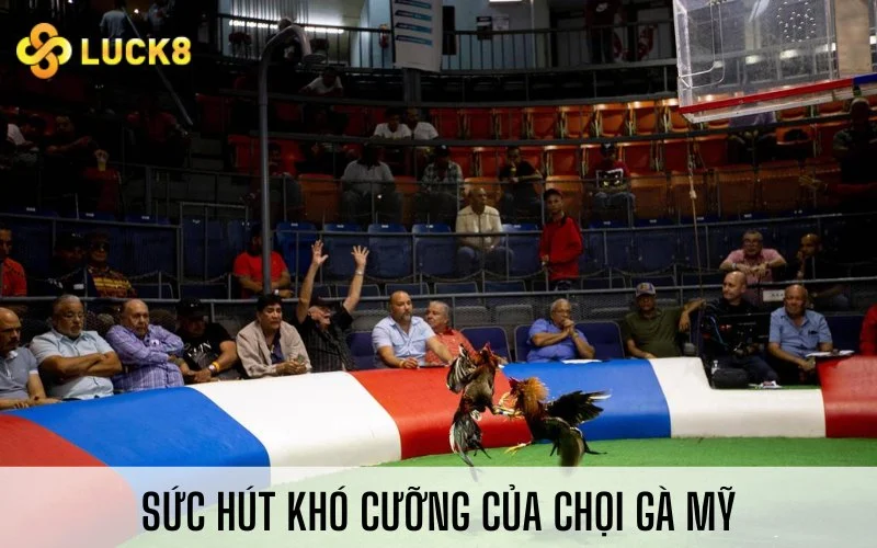 Sức hút khó cưỡng của chọi gà Mỹ
